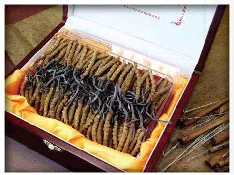 乳源冬虫夏草回收